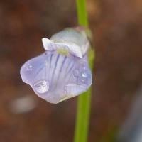 Utricularia uliginosa Vahl